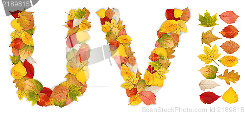 Image of Characters U and V made of autumn leaves