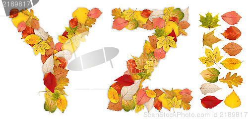 Image of Characters Y and Z made of autumn leaves