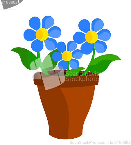 Image of Blue flowers in pot