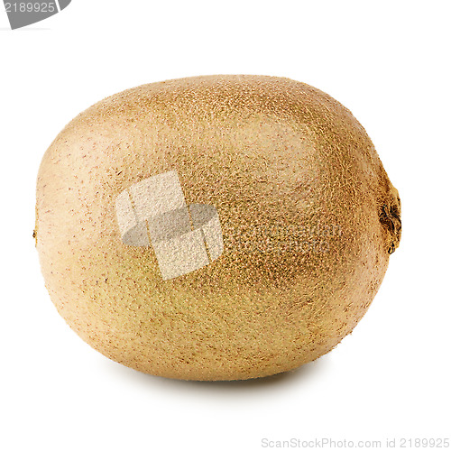 Image of Kiwi