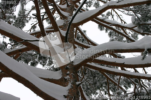 Image of pine tree detail