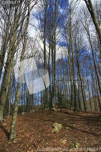 Image of ancient beech forest