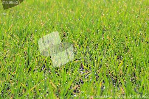 Image of green grass with dew