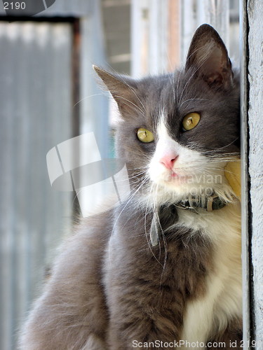 Image of Thoughtful cat