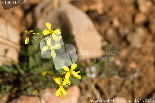 Image of Sahara mustard