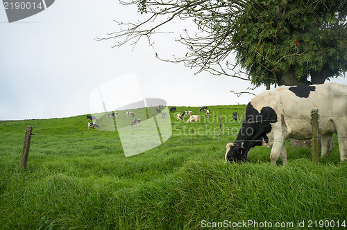 Image of Grazing cows