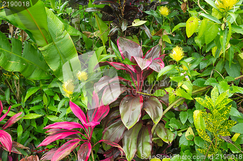 Image of Tropical vegetation