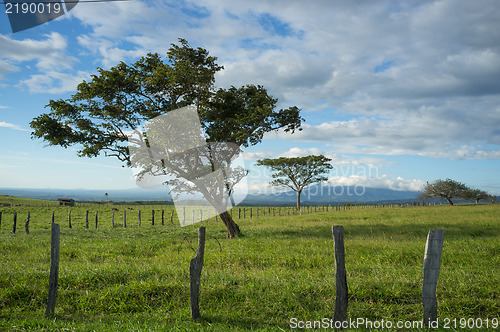 Image of Guanacaste trees