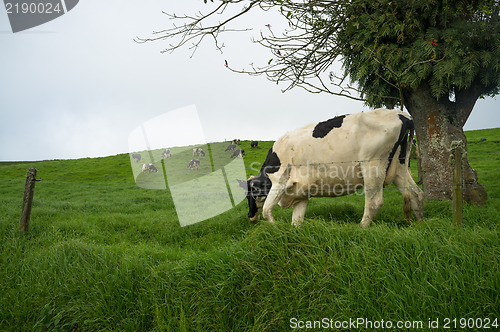 Image of Grazing cows