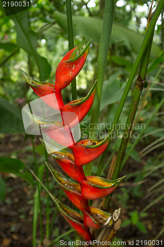 Image of Rainforest plants