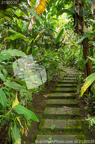 Image of Tropical trail