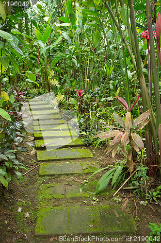 Image of Tropical trail
