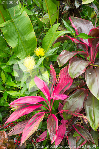 Image of Rainforest vegetation