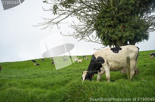 Image of Cows