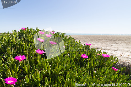 Image of Ice plant