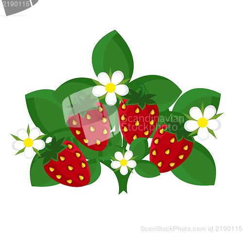 Image of Strawberry plant