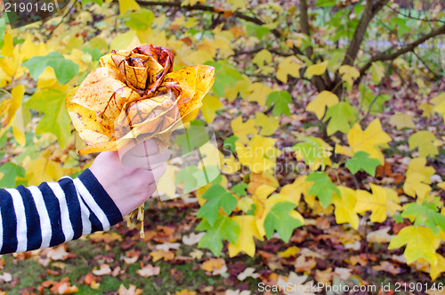 Image of hand hold decorative flower color autumn tree leaf 