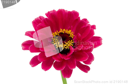 Image of red pink zinnia flower bloom close isolated white 