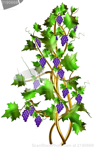 Image of Shrub with fresh grapes and leaves for winemaking.