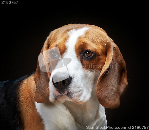 Image of Portrait of young dog beagle