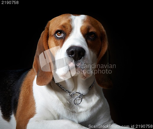 Image of Portrait of young dog beagle