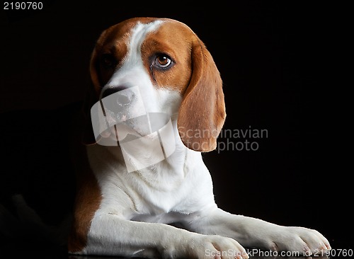 Image of Portrait of young dog beagle