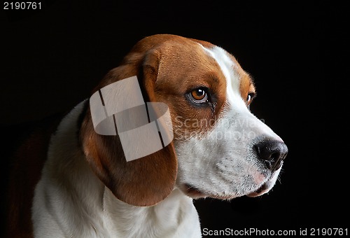 Image of Portrait of young dog beagle