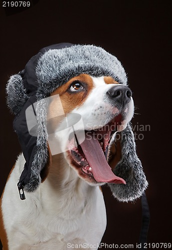 Image of Portrait of young dog beagle