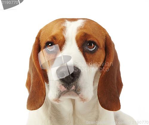 Image of Portrait of young dog beagle