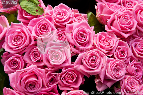 Image of roses background