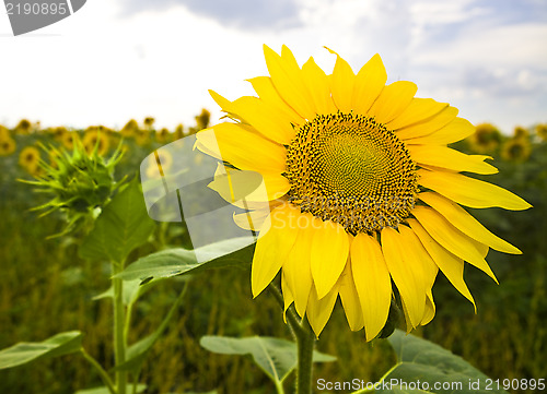 Image of yellow sunflower