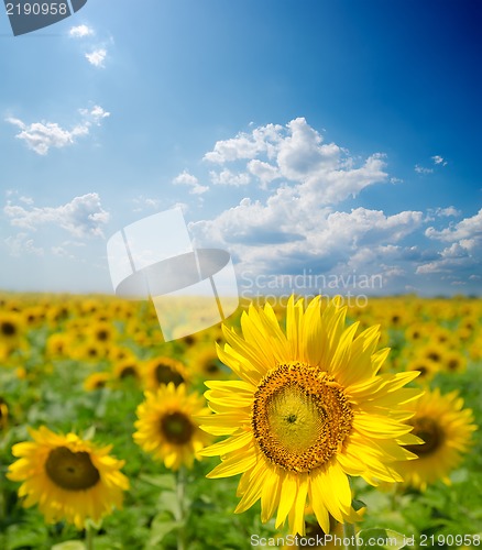 Image of sunflower field under cloudy sky