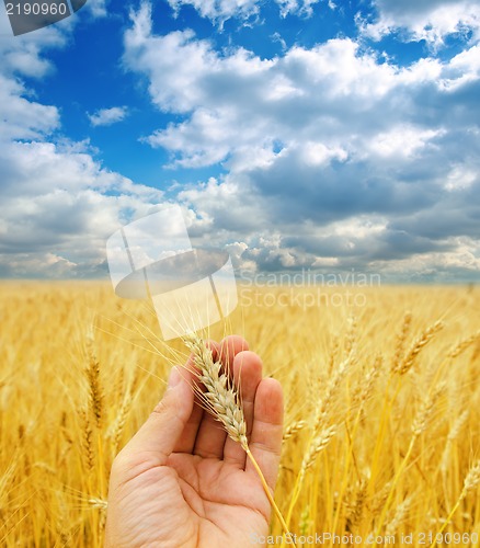 Image of golden harvest in hand over field under dramatic sky