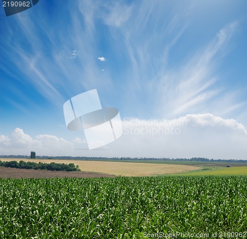 Image of green maize field under blue sky and clouds