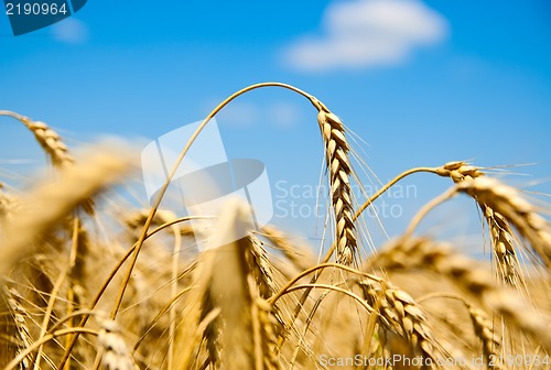 Image of close up of ripe wheat ears against sky