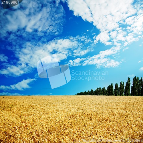 Image of golden field under cloudy sky