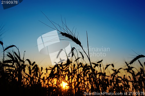 Image of sunset on field at summer