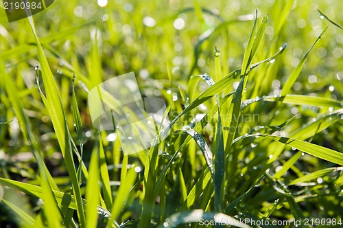 Image of green grass background