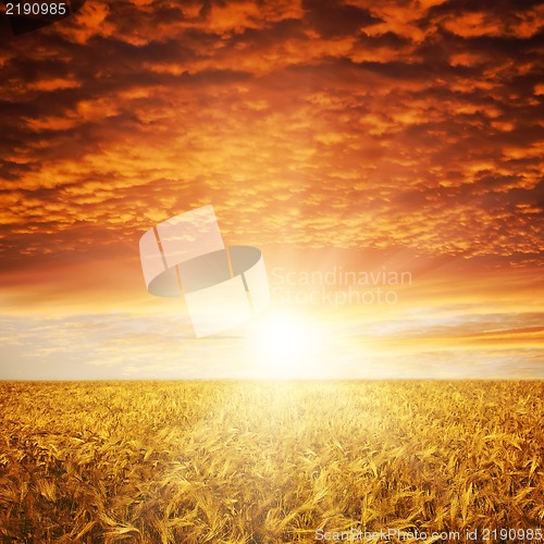 Image of golden sunset over wheat field