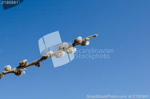 Image of Fluffy willow buds