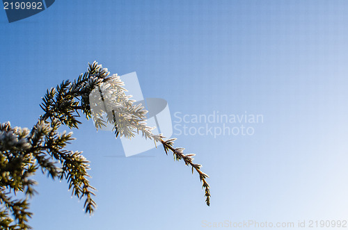 Image of Frosty juniper twigs