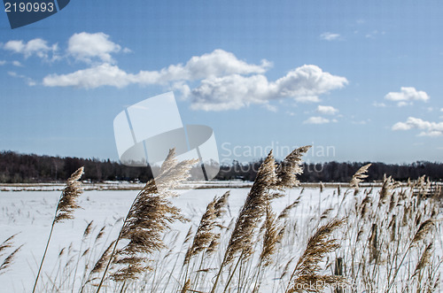 Image of Reeds in winter landscape