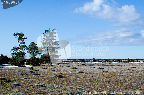 Image of Group of pine trees