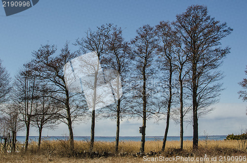 Image of Alder trees in a row