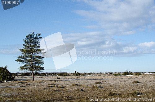 Image of Lone pine tree