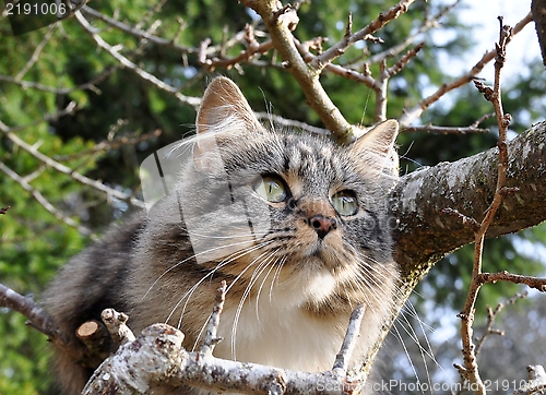 Image of Cat in tree