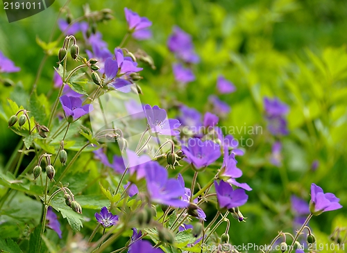 Image of Woodland geranium