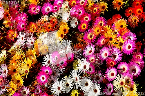 Image of Daisies