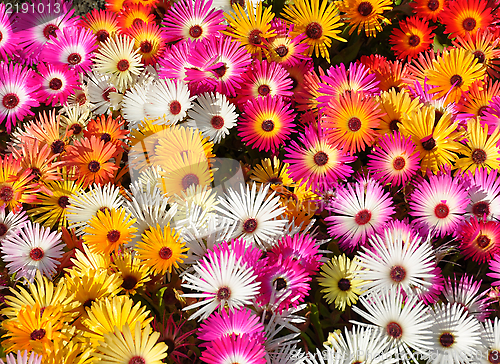 Image of Livingstone daisies