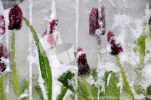 Image of Decoration of frozen tulips